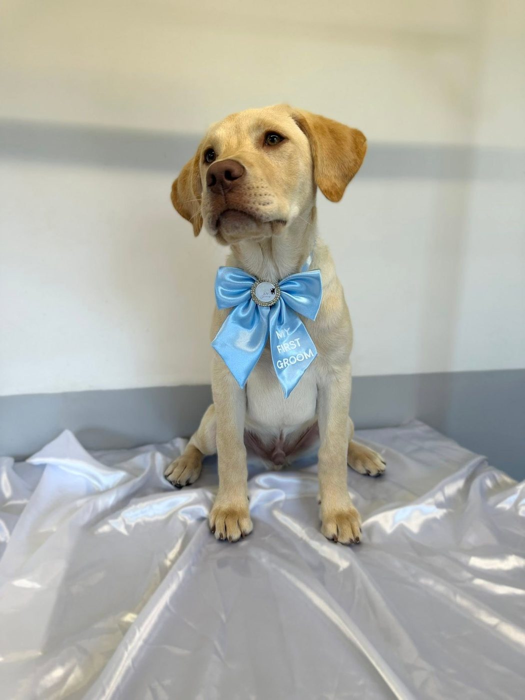 Yellow Labrador puppy with a 'My First Groom' bow