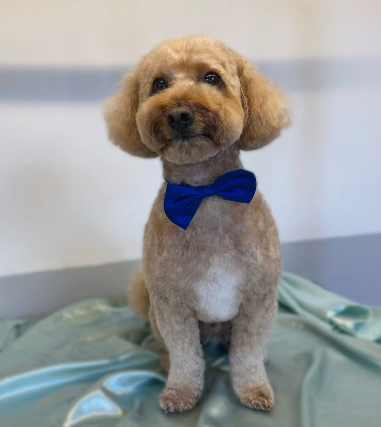 Apricot poodle with a smart blue bow