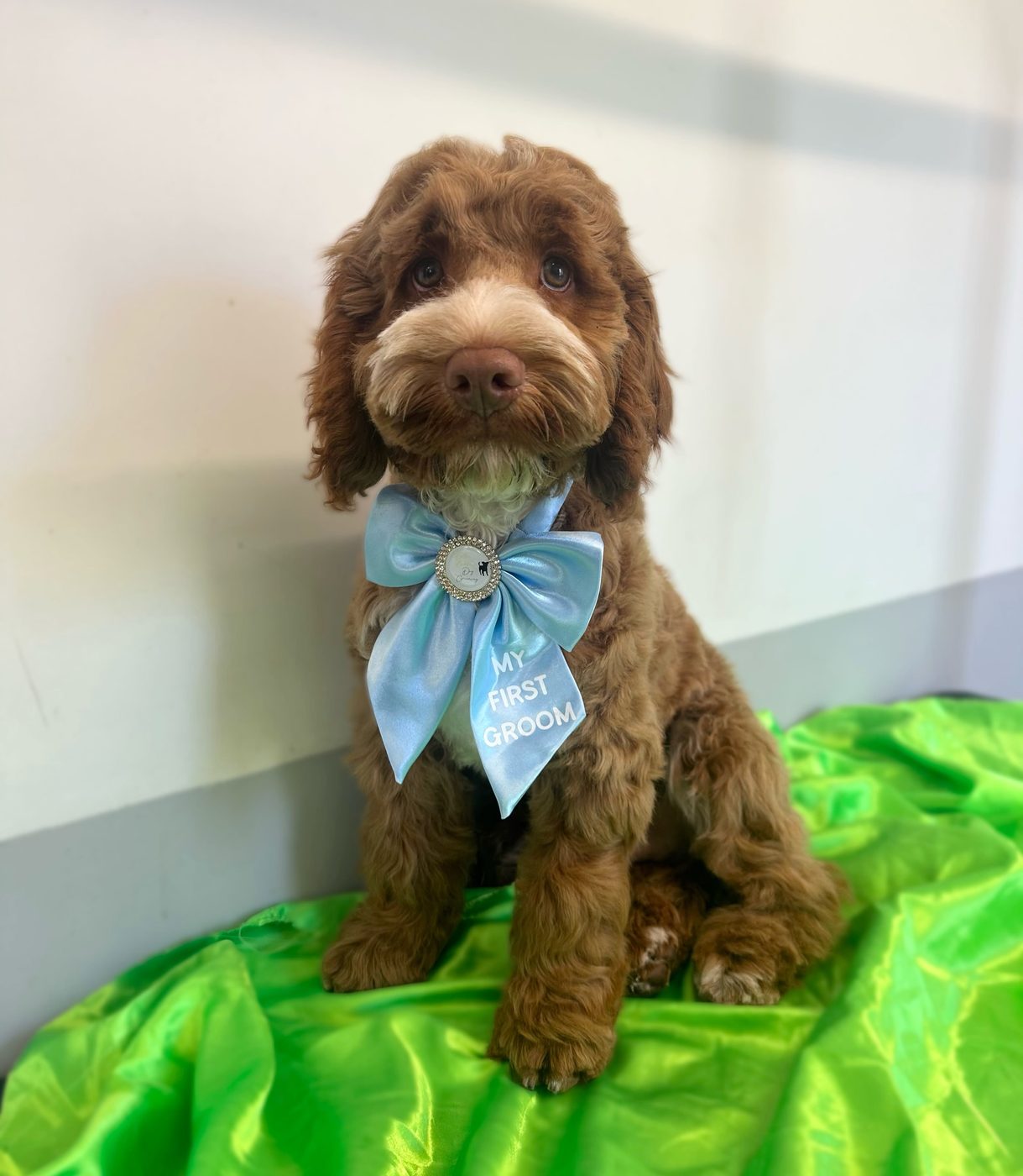 Chocolate cockapoo looking fresh after a groom